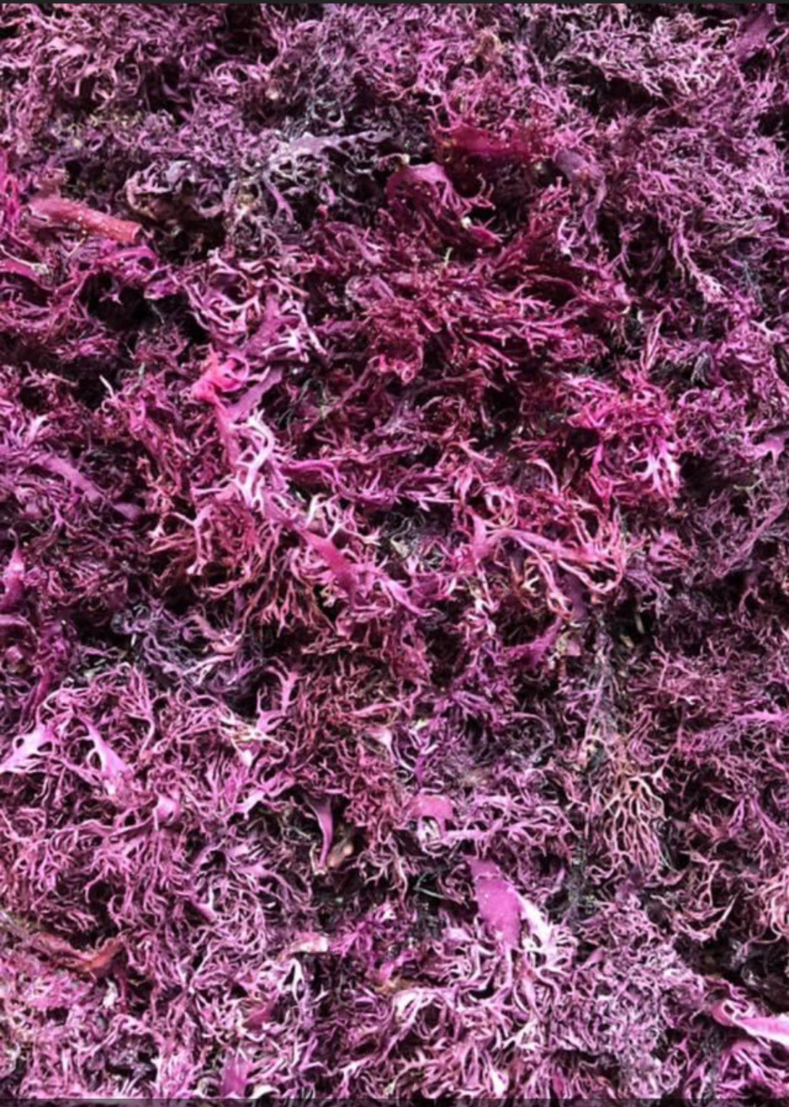 Purple Sea Moss + eBook Bundle - Learn & Nourish
