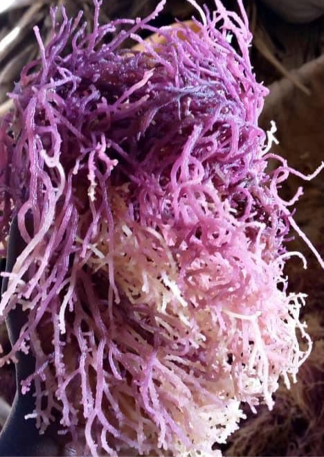 Purple Sea Moss