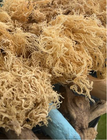 Irish Sea Moss + eBook Bundle - Learn & Nourish