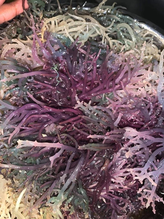 Full Spectrum Sea Moss