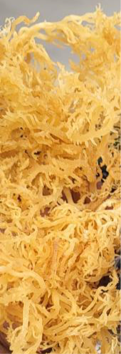 Irish Sea Moss
