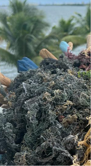 Green Sea Moss