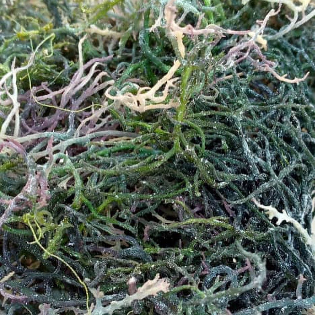 Green Sea Moss
