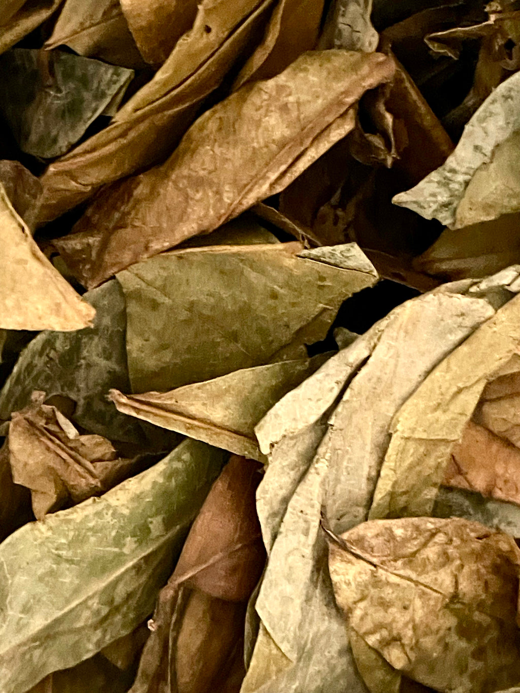Soursop Leaves