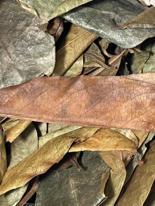 Soursop Leaves